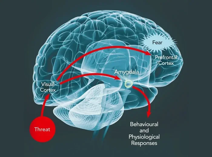 What Causes Anxiety In The Brain Understanding The Science