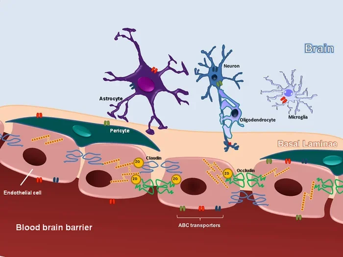 What Can Cross The Blood Brain Barrier A Complete Guide