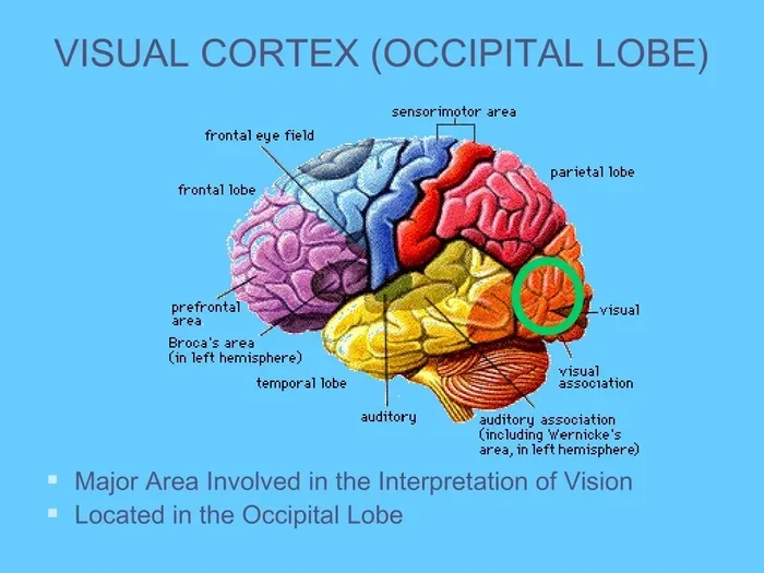 Where Is The Primary Visual Cortex Located In The Brain