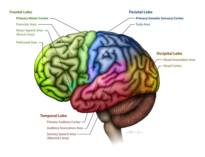 Where Is The Primary Visual Cortex Located In The Brain