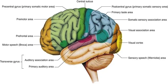 Where Is The Primary Visual Cortex Located In The Brain