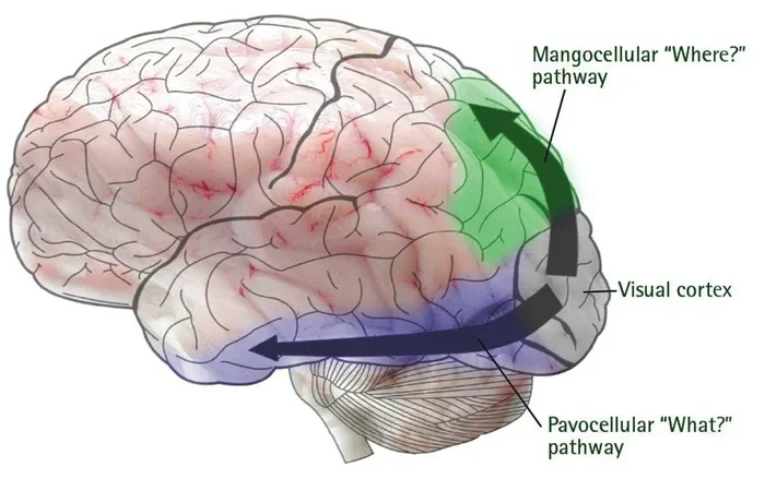 Where Is The Primary Visual Cortex Located In The Brain