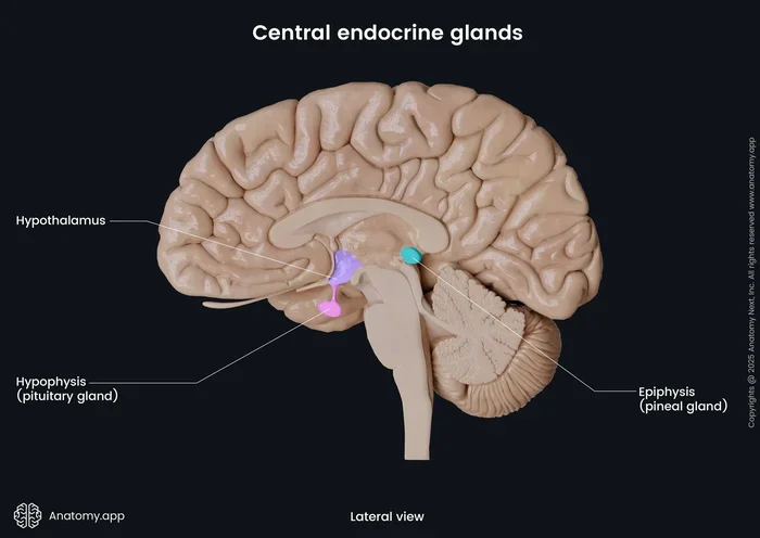 What Endocrine Functions Take Place In The Brain Explained