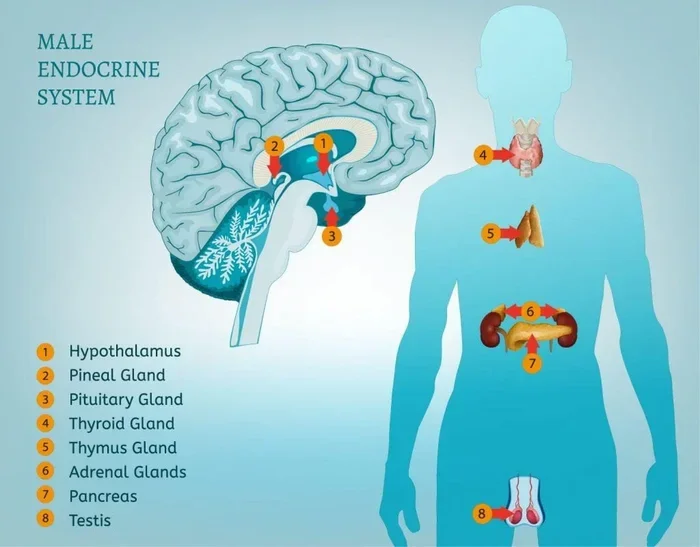What Endocrine Functions Take Place In The Brain Explained