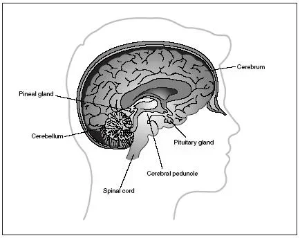 What Endocrine Functions Take Place In The Brain Explained
