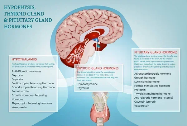 What Endocrine Functions Take Place In The Brain Explained
