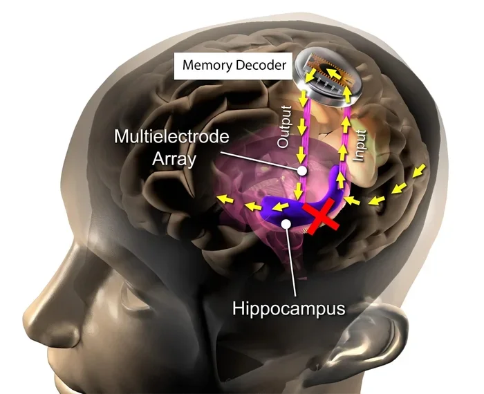 The Atkinson Shiffrin Modal Model Of Memory Explained