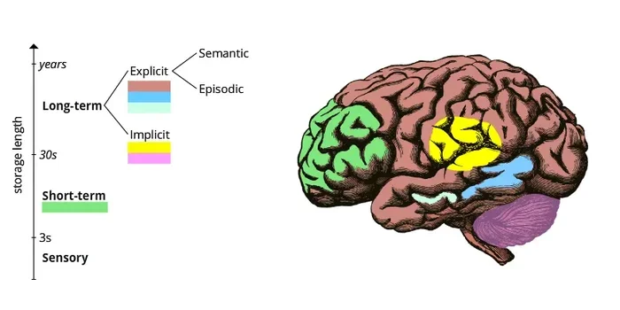 The Atkinson Shiffrin Modal Model Of Memory Explained