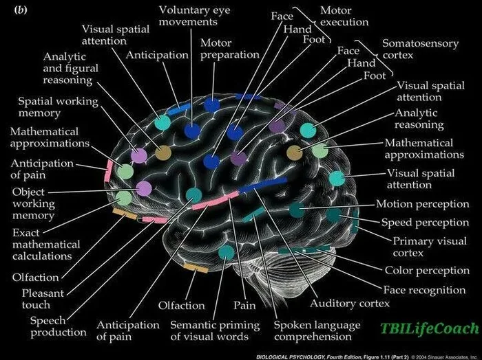 Your Brains Gps And Memories Are Linked The Science Explained