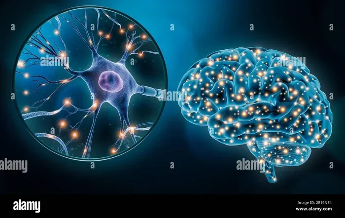 When A Person Dies They Have 7 Minutes of Brain Activity