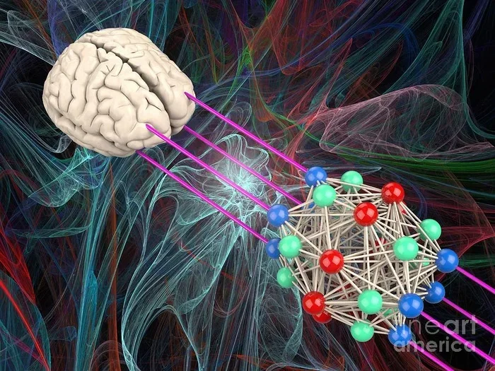 How Many Nerves Are In The Brain The Surprising Answer