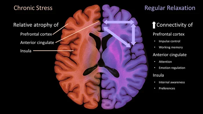 Understanding the Hpa Hypothalamic Pituitary Adrenal Axis