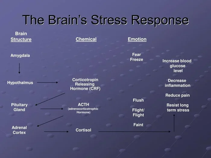 Understanding the Hpa Hypothalamic Pituitary Adrenal Axis
