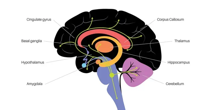 Understanding the Hpa Hypothalamic Pituitary Adrenal Axis