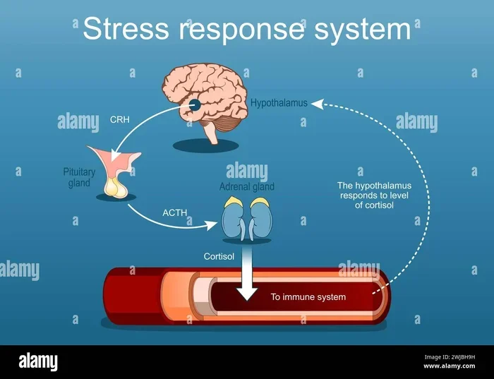 Understanding the Hpa Hypothalamic Pituitary Adrenal Axis