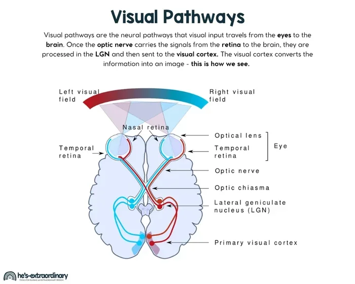 Where Is Vision Processed In The Brain And How It Works