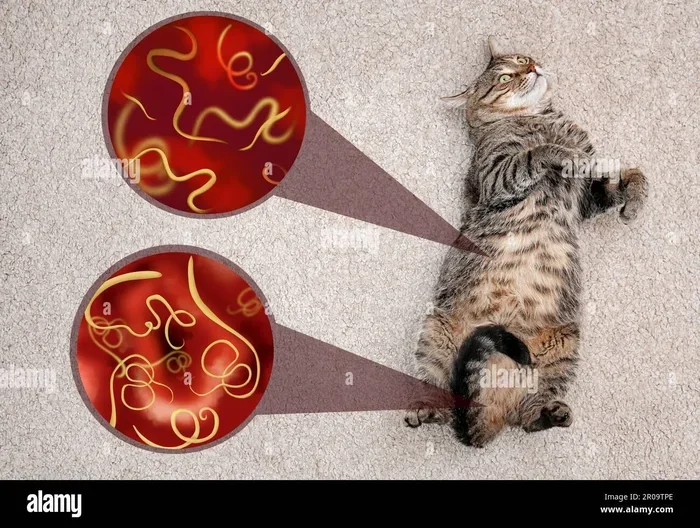 What Is The Parasite That Makes You Love Cats And Is It Real