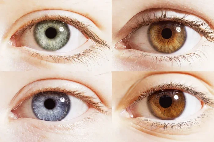 The Blue Eyes Brown Eyes Jane Elliott Experiment Explained