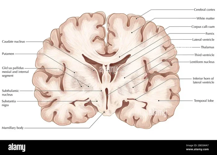 What Connects The Two Hemispheres Of The Brain Explained