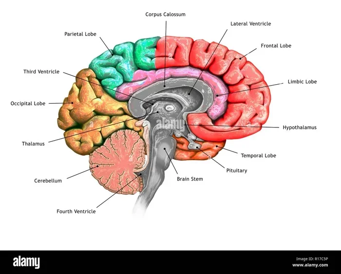 What Connects The Two Hemispheres Of The Brain Explained