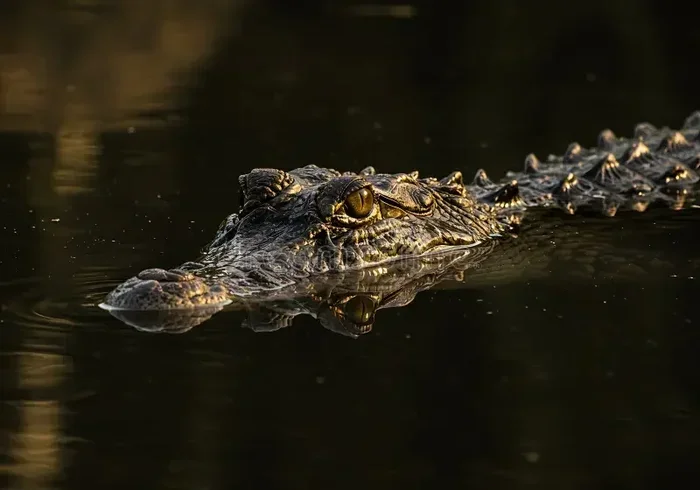 Dream Of A Crocodile Meaning Decode Your Nightly Vision