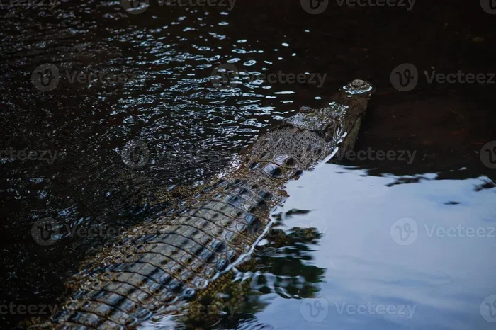Dream Of A Crocodile Meaning Decode Your Nightly Vision