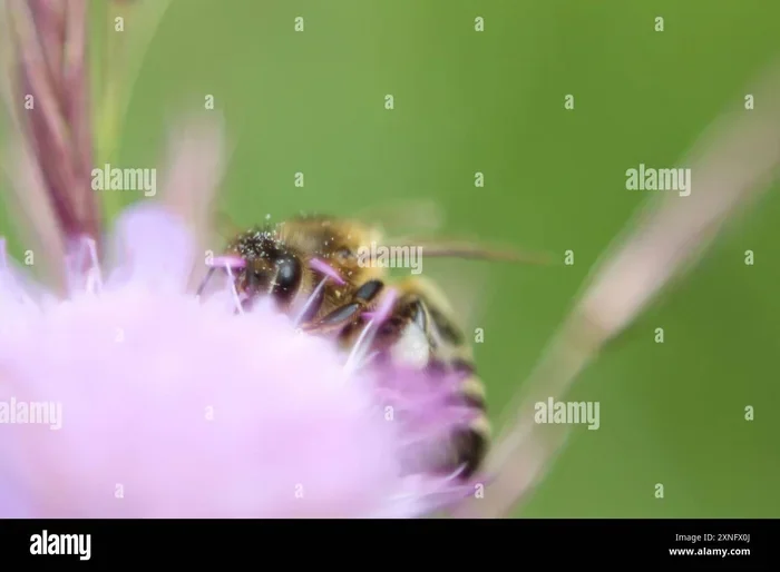 Dream Of A Bee Meaning What Your Bee Dreams Are Telling You