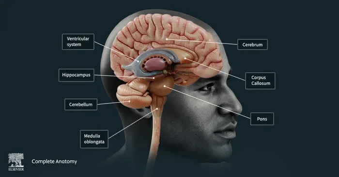 Where Is The Hypothalamus Located In The Human Brain