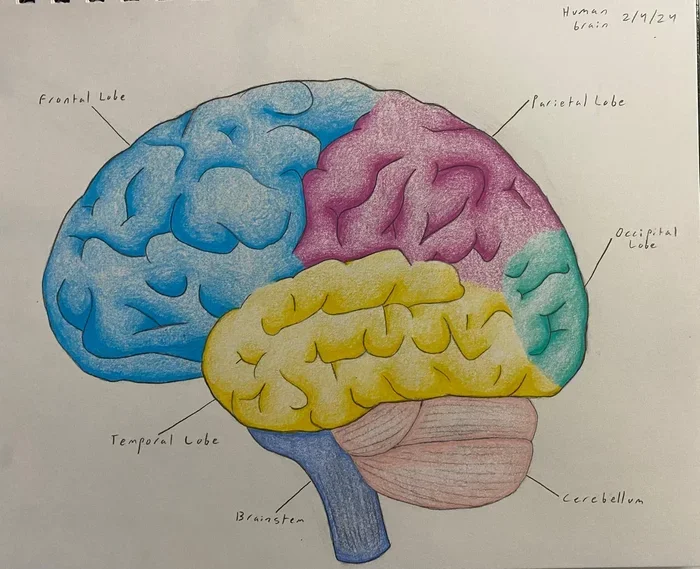 Where Is The Hypothalamus Located In The Human Brain