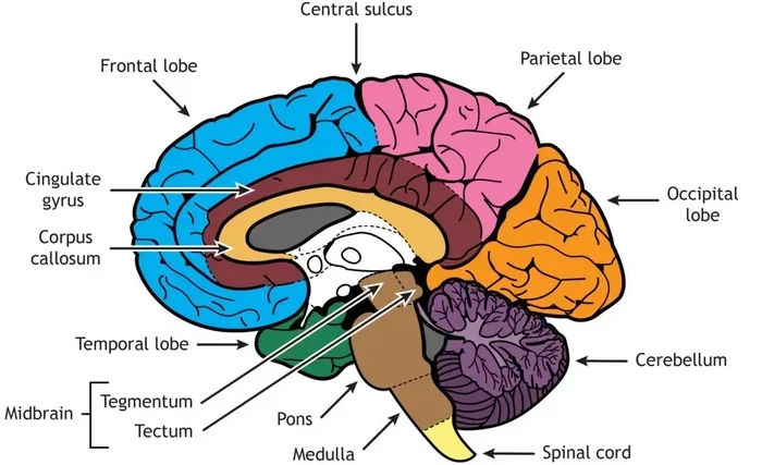 How Many Brain Cells Does A Human Have The Surprising Truth