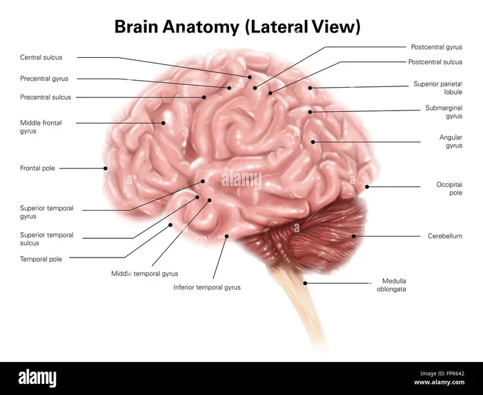 How Many Brain Cells Does A Human Have The Surprising Truth