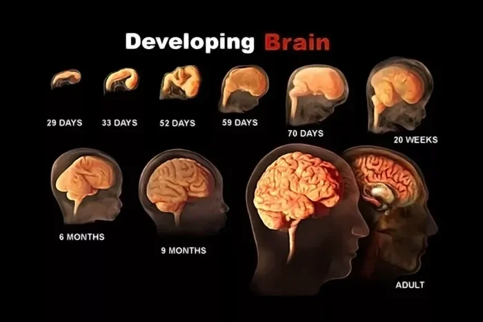 When Does Your Brain Stop Developing The Surprising Answer