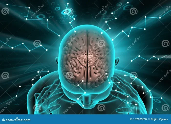 When Does Your Brain Stop Developing The Surprising Answer