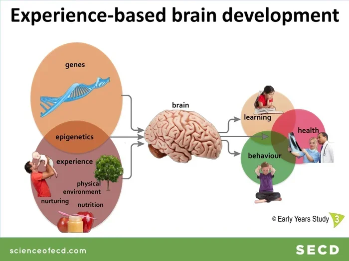 When Does Your Brain Stop Developing The Surprising Answer