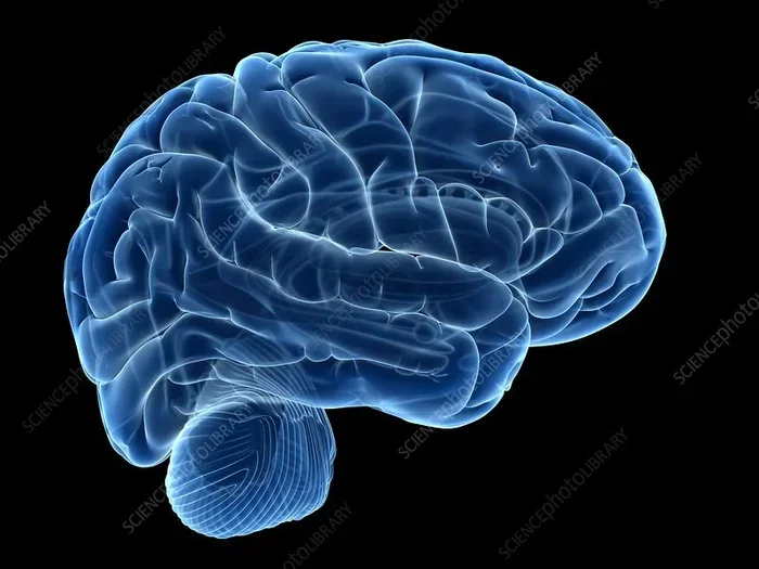 What Does The Thalamus Do Everything You Need To Know
