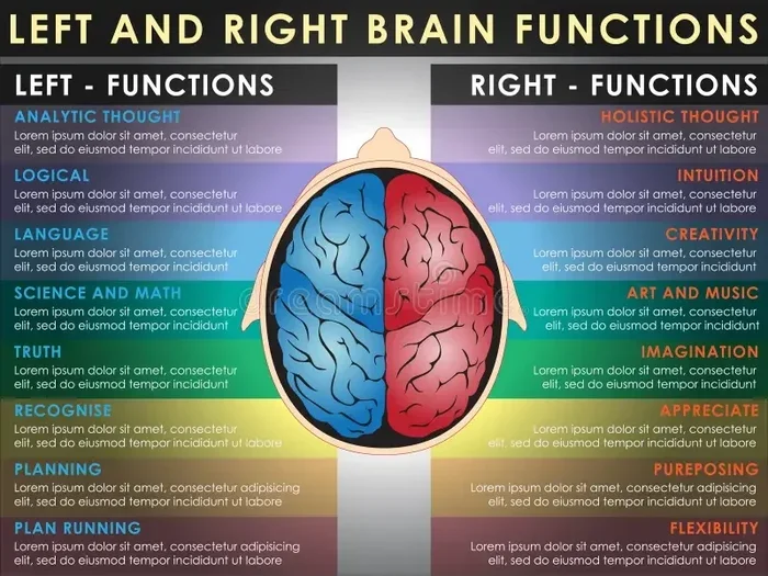 Left Brain Vs Right Brain Differences You Should Know