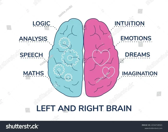 Left Brain Vs Right Brain Differences You Should Know