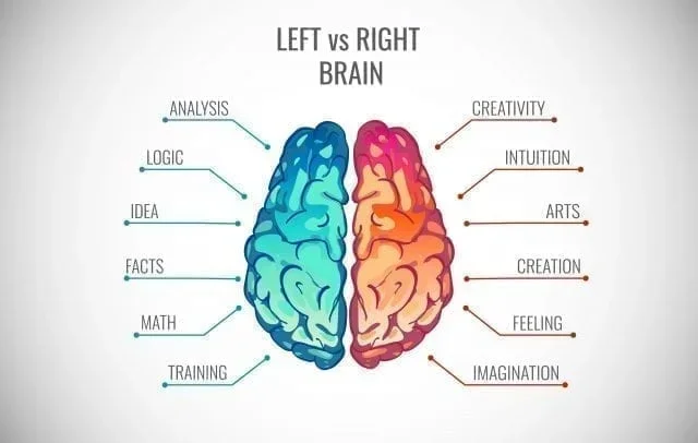 Left Brain Vs Right Brain Differences You Should Know