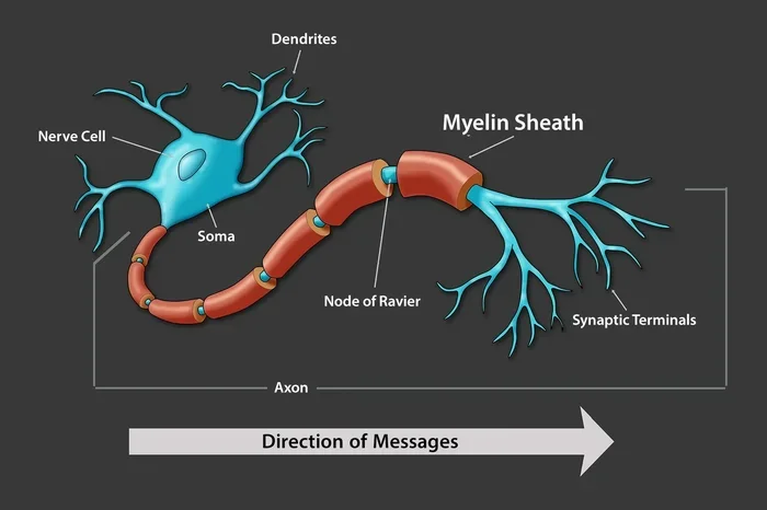 What Is Myelin Sheath Made From Key Components Explained