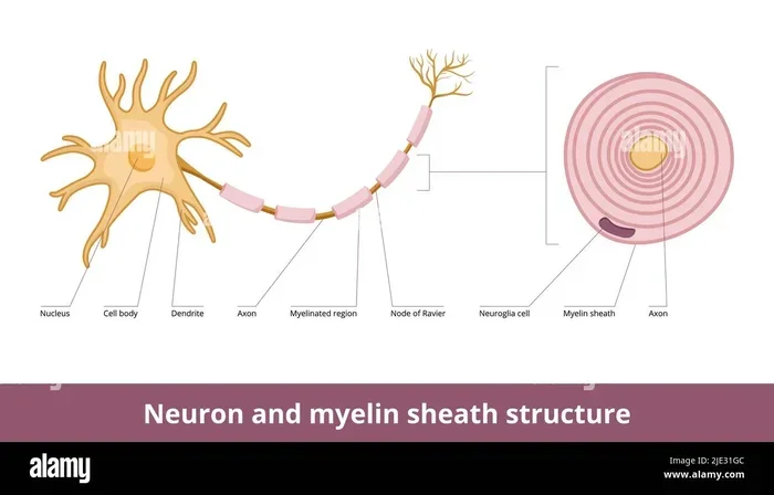 What Is Myelin Sheath Made From Key Components Explained