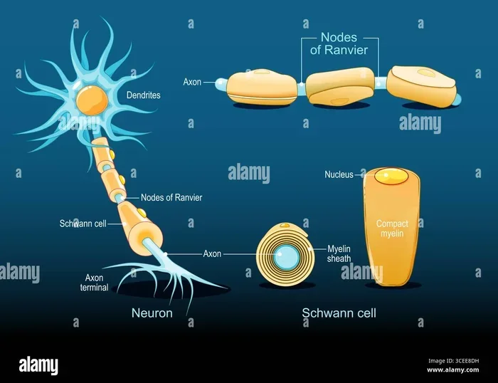 What Is Myelin Sheath Made From Key Components Explained