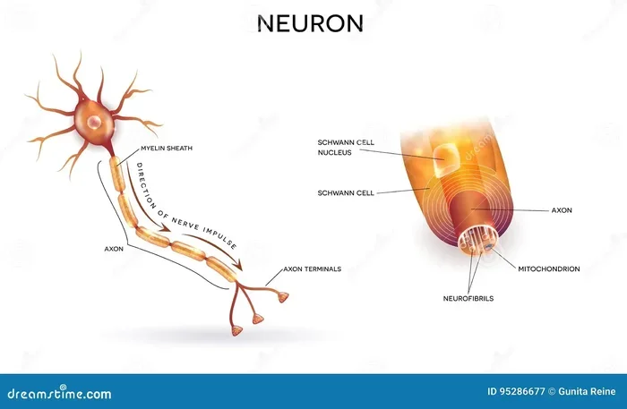 What Is Myelin Sheath Made From Key Components Explained