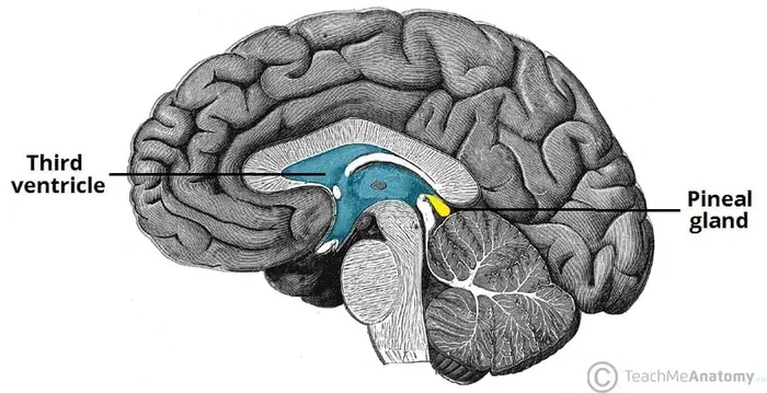 What Does The Pineal Gland Do And Why It Matters