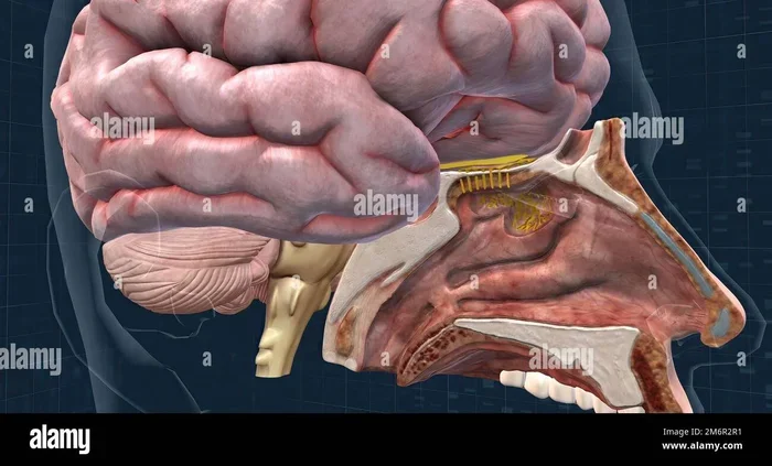 What Part Of The Brain Processes Taste And Why It Matters