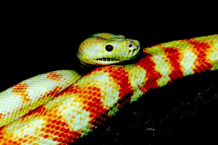 Dream Of White And Yellow Snake Meaning And Symbolism