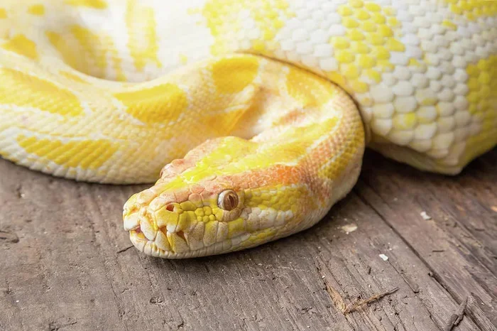 Dream Of White And Yellow Snake Meaning And Symbolism