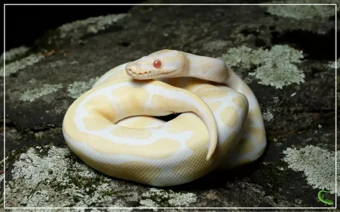 Dream Of White And Yellow Snake Meaning And Symbolism