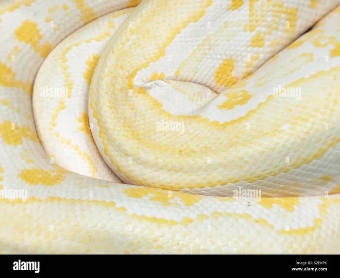 Dream Of White And Yellow Snake Meaning And Symbolism