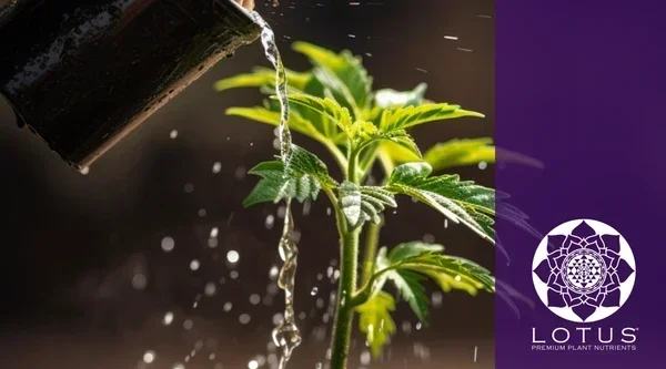 Can Cannabis Dehydrate You