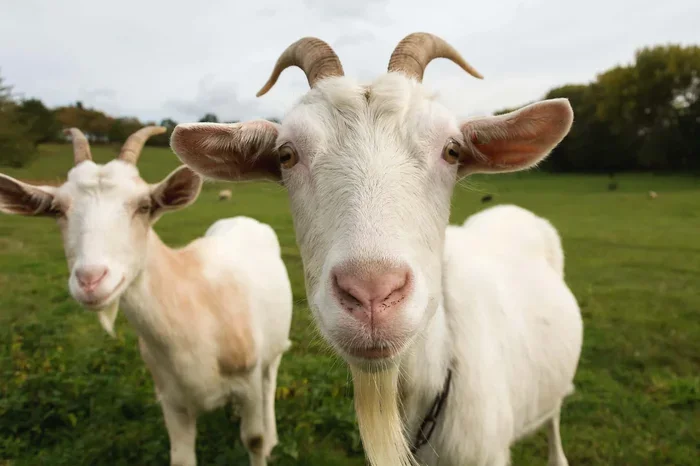 How to Treat Hoof Wall Separation in Goats